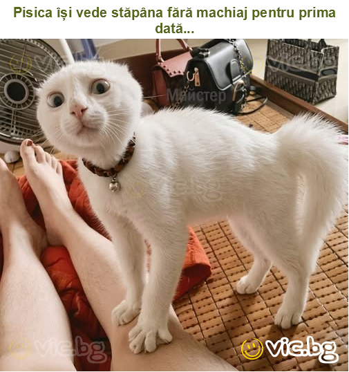 Pisica își vede stăpâna fără machiaj pentru prima dată...