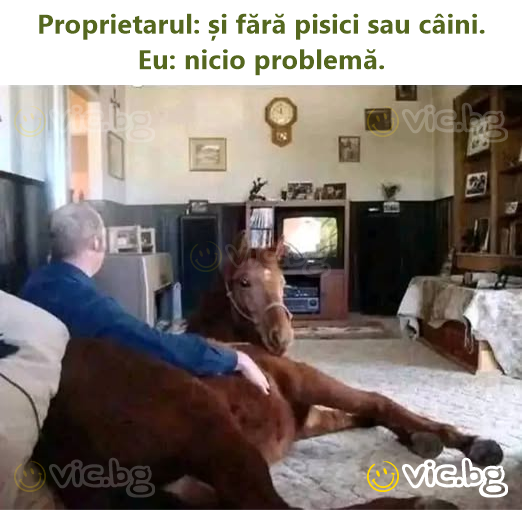 Proprietarul: și fără pisici sau câini.  Eu: nicio problemă.
