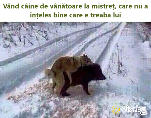 Vând câine de vânătoare la mistreț, care nu a înțeles bine care e treaba lui