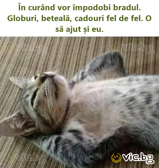 În curând vor împodobi bradul. Globuri, beteală, cadouri fel de fel. O să ajut și eu.
