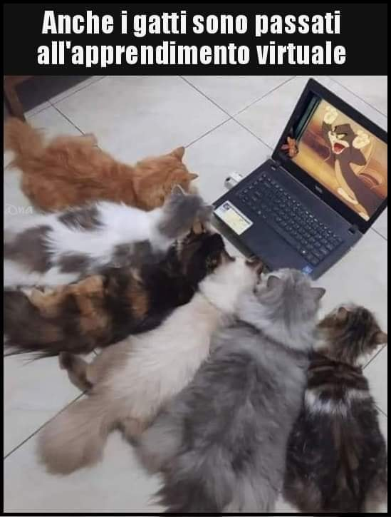 Anche i gatti sono passati all'apprendimento virtuale
