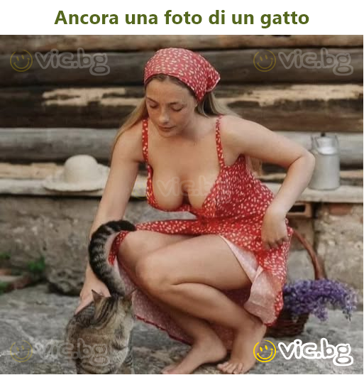 Ancora una foto di un gatto