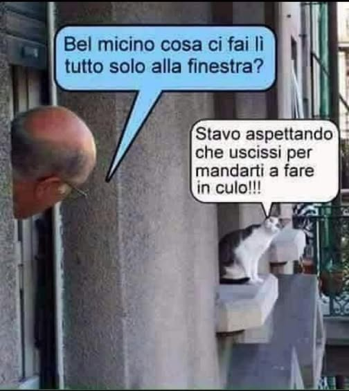 Bel micino cosa ci fai li tutto solo alla finestra?  Stavo aspettando che uscissi per mandarti a fare in сulо!!! 