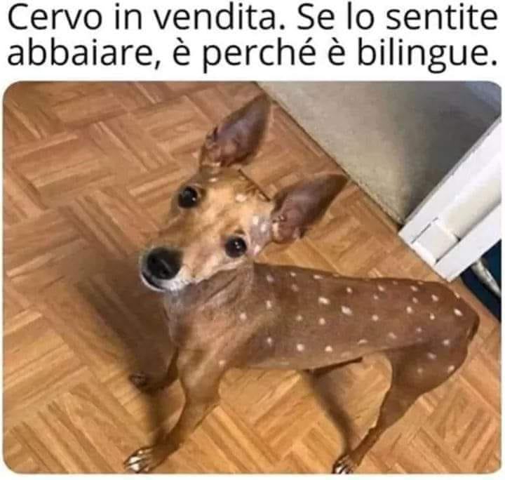 Cervo in vendita. Se lo sentite abbaiare, é perché é bilingue.