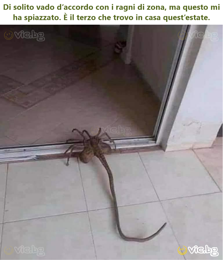 Di solito vado d’accordo con i ragni di zona, ma questo mi ha spiazzato. È il terzo che trovo in casa quest’estate.