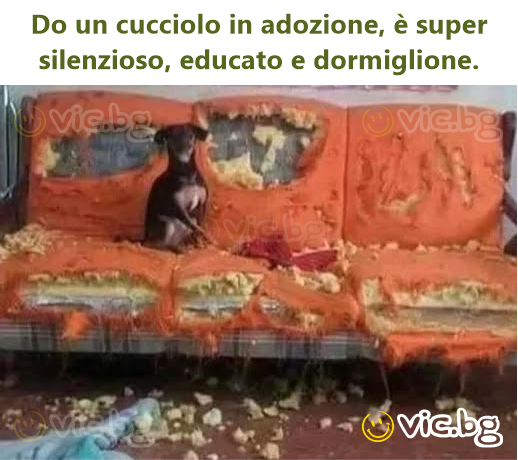 Do un cucciolo in adozione, è super silenzioso, educato e dormiglione.