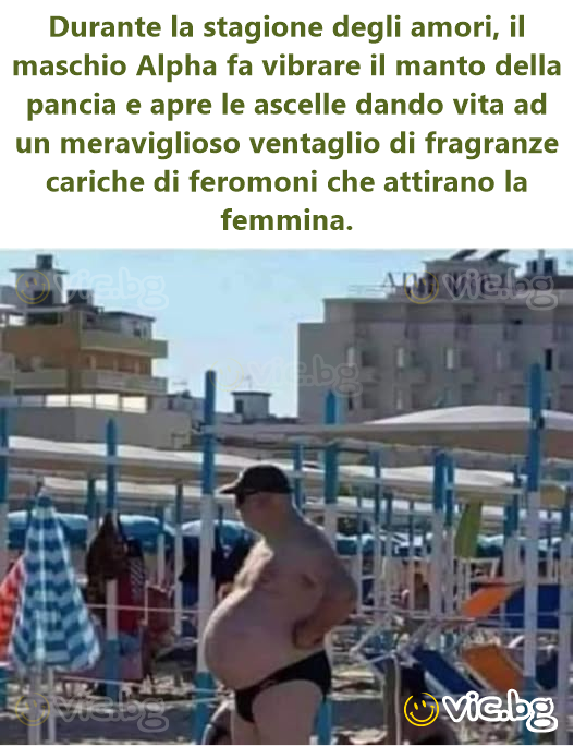 Durante la stagione degli amori, il maschio Alpha fa vibrare il manto della pancia e apre le ascelle dando vita ad un meraviglioso ventaglio di fragranze cariche di feromoni che attirano la femmina.