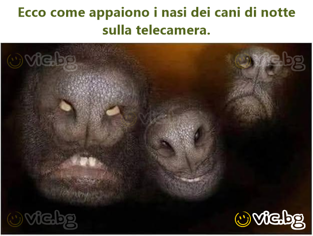 Ecco come appaiono i nasi dei cani di notte sulla telecamera.