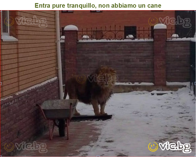 Entra pure tranquillo, non abbiamo un cane