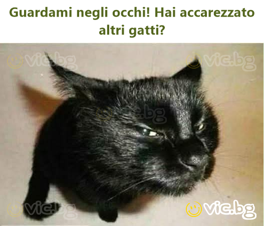Guardami negli occhi! Hai accarezzato altri gatti?