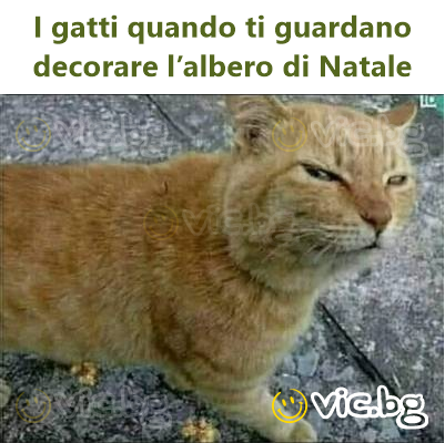 I gatti quando ti guardano decorare l’albero di Natale