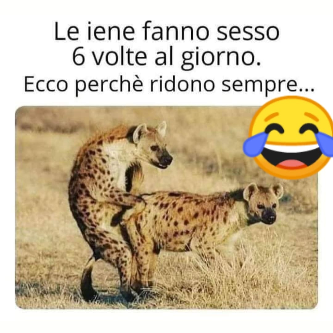 Le iene fanno sesso 6 volte al giorno. Ecco perché ridono sempre...