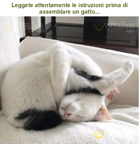 Leggete attentamente le istruzioni prima di assemblare un gatto...
