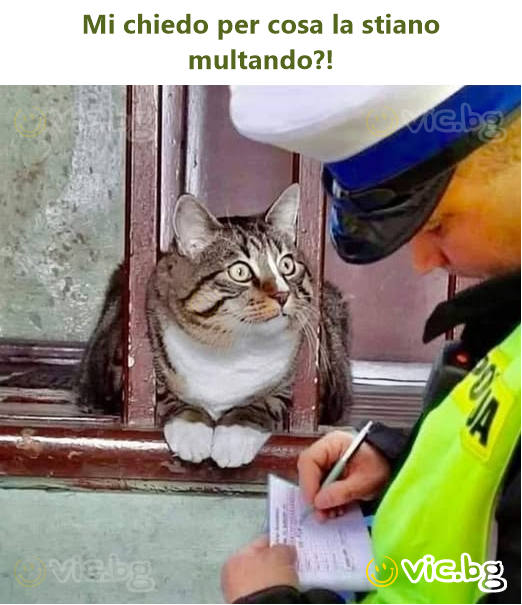 Mi chiedo per cosa la stiano multando?!