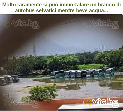 Molto raramente si può immortalare un branco di autobus selvatici mentre beve acqua...
