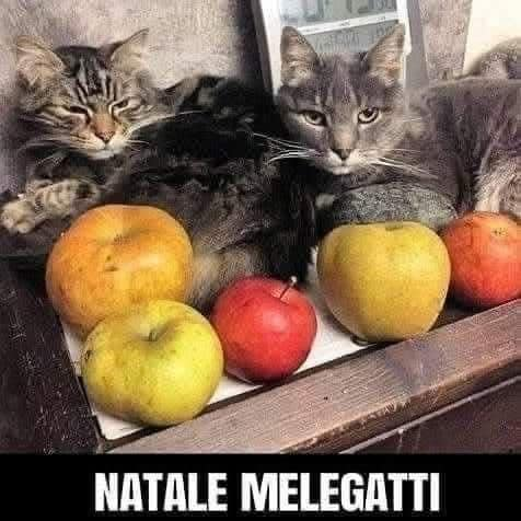 Natale melegatti