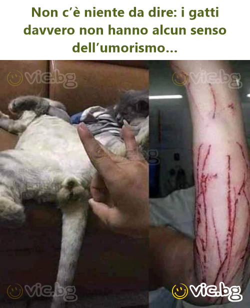 Non c’è niente da dire: i gatti davvero non hanno alcun senso dell’umorismo…