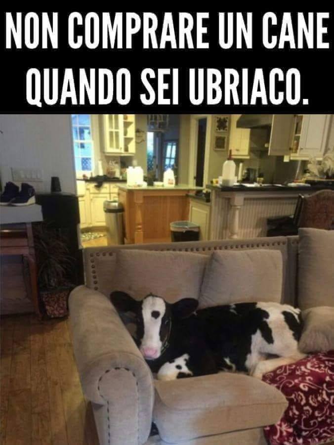 Non comprare un cane quando sei ubriaco.