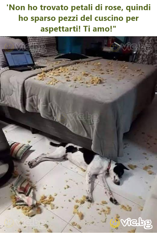 'Non hо trovato petali di rose, quindi hо sparso pezzi del cuscino per aspettarti! Ti amo!