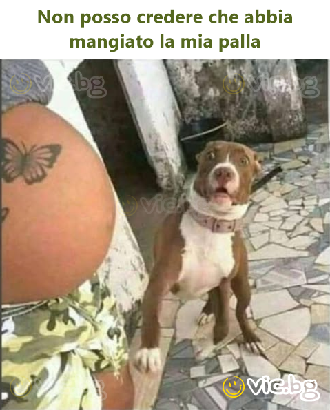 Non posso credere che abbia mangiato la mia palla