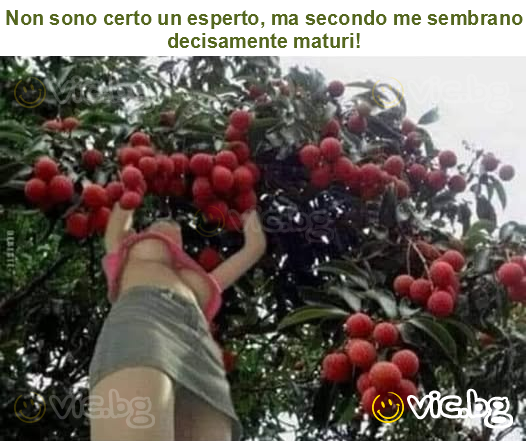 Non sono certo un esperto, ma secondo me sembrano decisamente maturi!