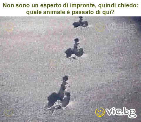 Non sono un esperto di impronte, quindi chiedo: quale animale è passato di qui?