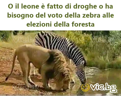 O il leone è fatto di droghe o ha bisogno del voto della zebra alle elezioni della foresta