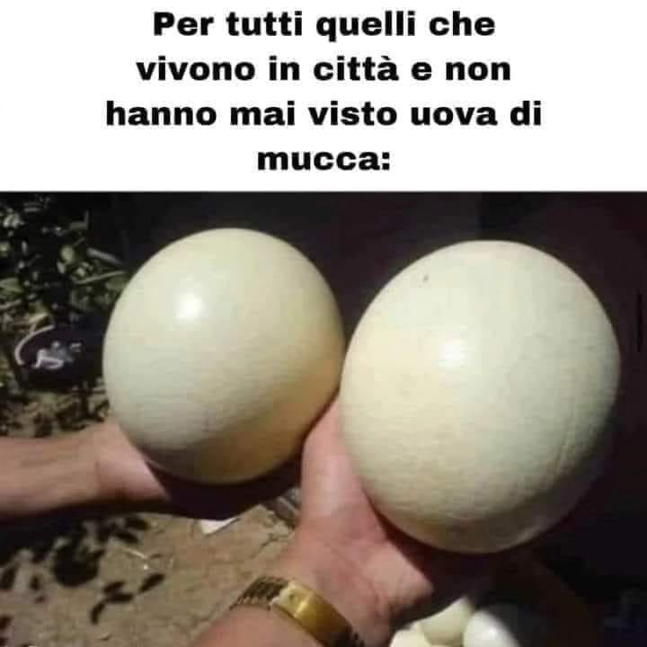 Per tutti quelli che vivono in città e non hanno mai visto uova di mucca: