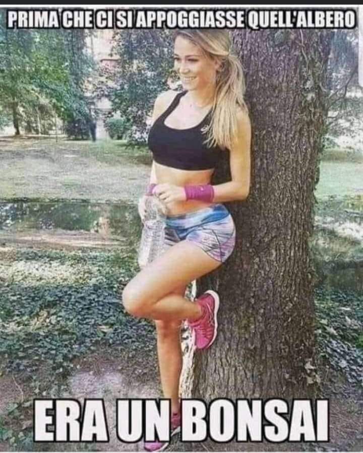 Prima checi si appoggiasse quell'albero era un bonsai