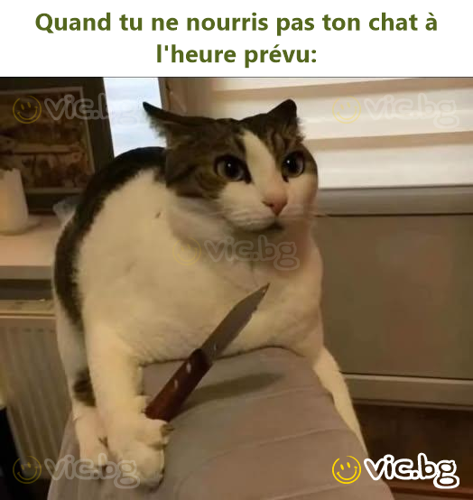 Quand tu ne nourris pas ton chat à l'heure prévu: