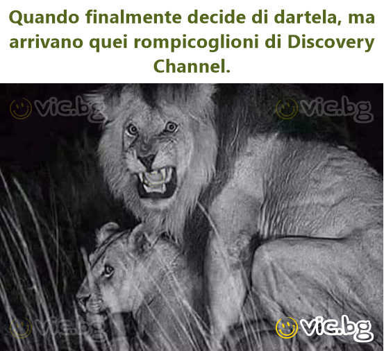 Quando finalmente decide di dartela, ma arrivano quei rompicoglioni di Discovery Channel.
