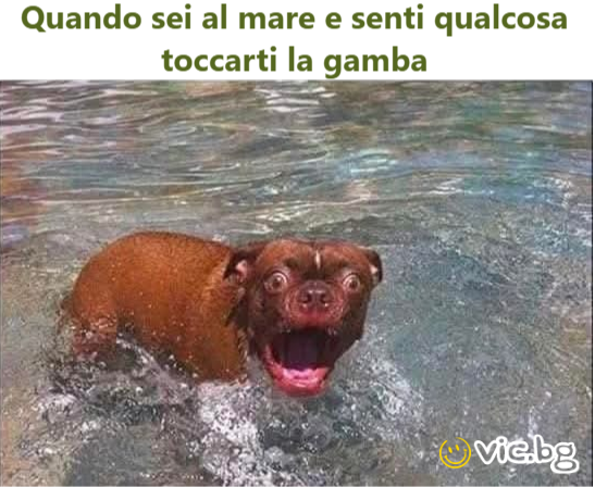 Quando sei al mare e senti qualcosa toccarti la gamba