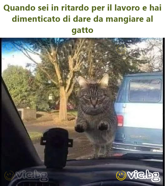 Quando sei in ritardo per il lavoro e hai dimenticato di dare da mangiare al gatto