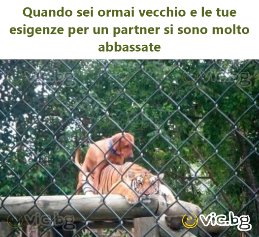 Quando sei ormai vecchio e le tue esigenze per un partner si sono molto abbassate