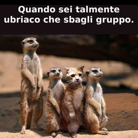 Quando sei talmente ubriaco che sbagli gruppo.
