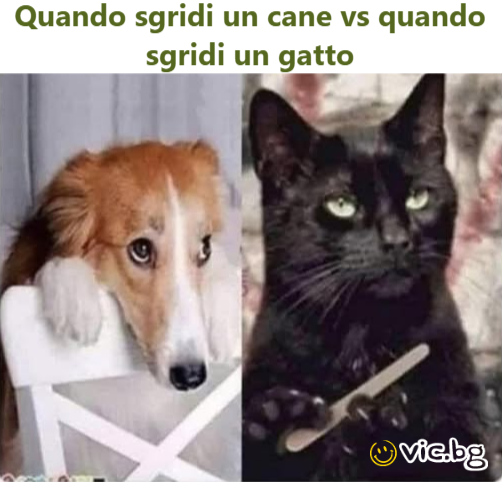 Quando sgridi un cane vs quando sgridi un gatto
