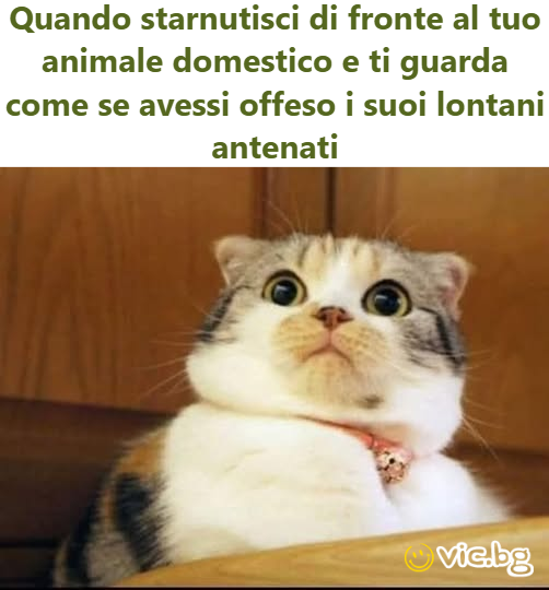 Quando starnutisci di fronte al tuo animale domestico e ti guarda come se avessi offeso i suoi lontani antenati