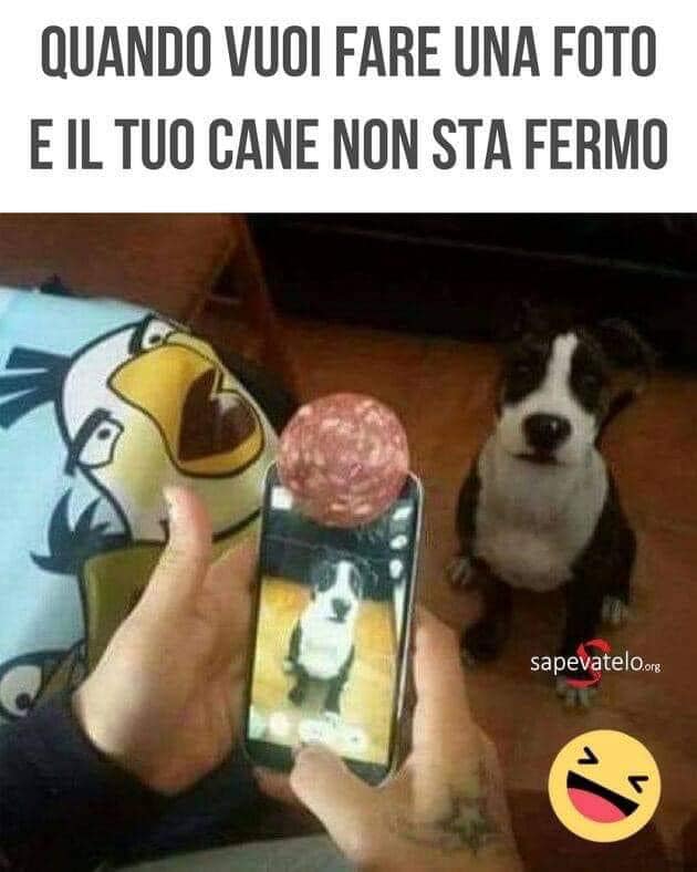 Quando vuoi fare una foto e il tuo cane non sta fermo