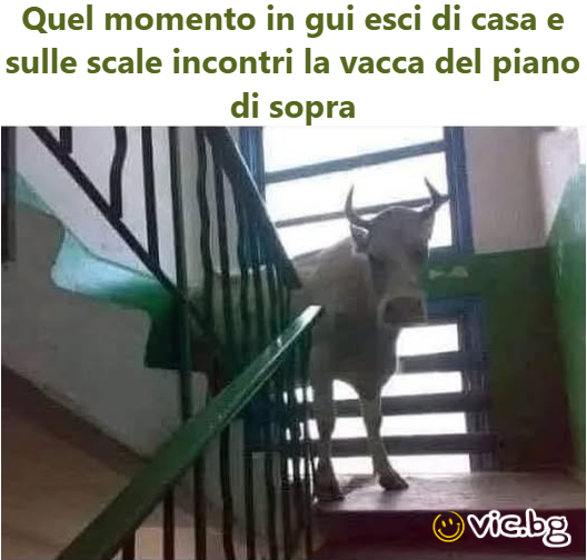Quel momento in gui esci di casa e sulle scale incontri la vacca del piano di sopra