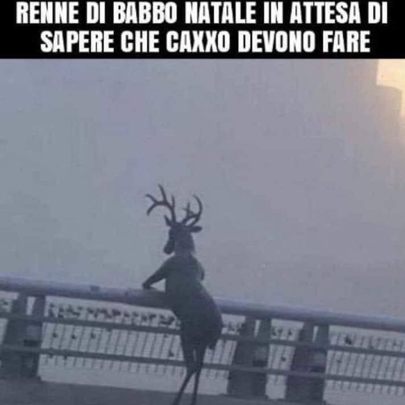 Renne dl babbo natale in attesa di sapere che caxxo devono fare