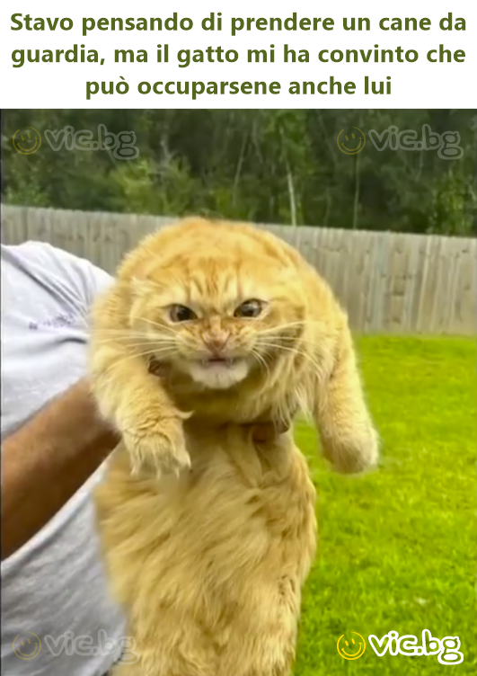 Stavo pensando di prendere un cane da guardia, ma il gatto mi ha convinto che può occuparsene anche lui