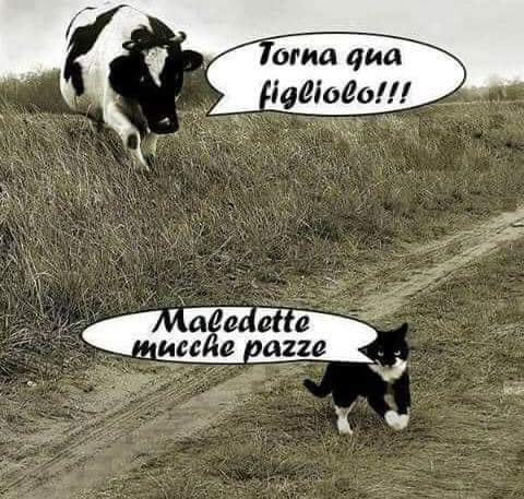 Torna qua figliolo!!! Maledette mucche pazze