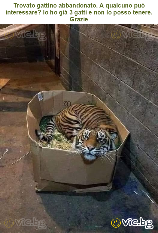 Trovato gattino abbandonato. A qualcuno può interessare? Io ho già 3 gatti e non lo posso tenere. Grazie