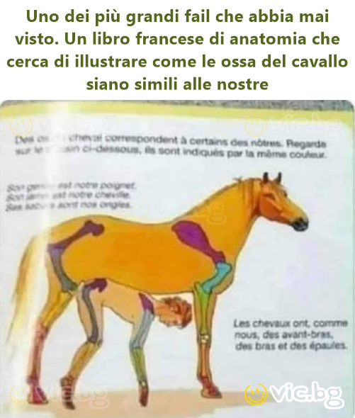 Uno dei più grandi fail che abbia mai visto. Un libro francese di anatomia che cerca di illustrare come le ossa del cavallo siano simili alle nostre