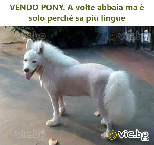 VENDO PONY. A volte abbaia ma è solo perché sa più lingue