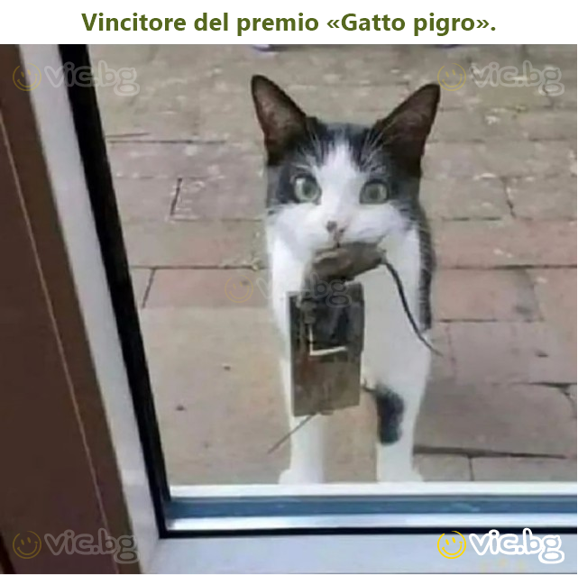 Vincitore del premio «Gatto pigro».