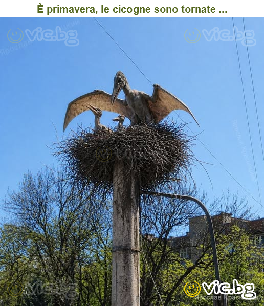 È primavera, le cicogne sono tornate ...