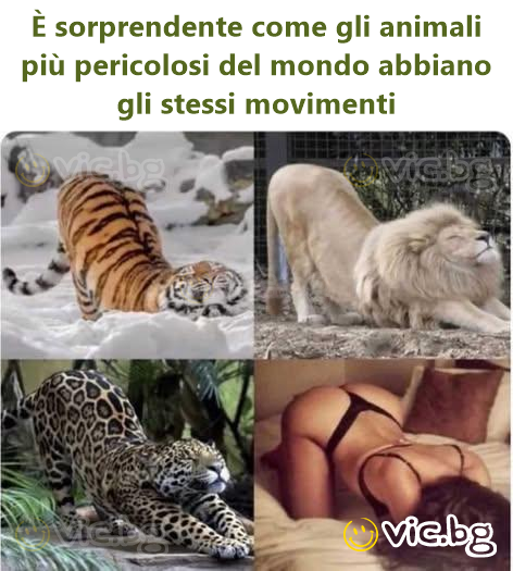 È sorprendente come gli animali più pericolosi del mondo abbiano gli stessi movimenti