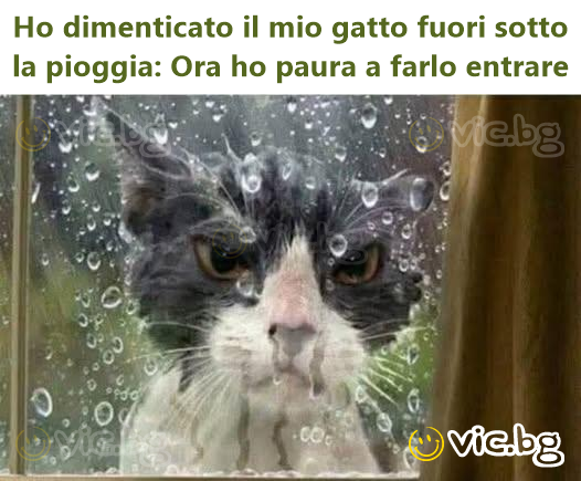 Но dimenticato il mio gatto fuori sotto la pioggia: Ora ho paura a farlo entrare