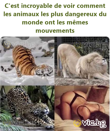 C'est incroyable de voir comment les animaux les plus dangereux du monde ont les mêmes mouvements